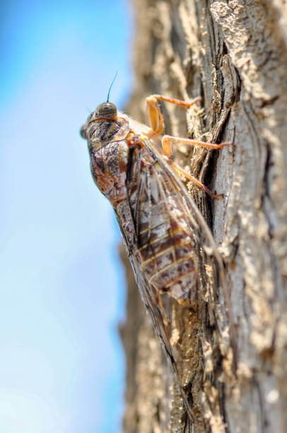 istock Beautiful nature scene macro cicada 1129447293