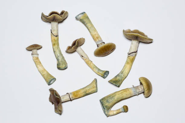 istock Psilocybe cubensis - fresh magic mushrooms with a white background 1129447755