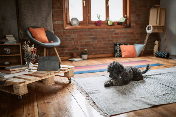 chien au repos sur le tapis - hardwood floor audio photos et images de collection