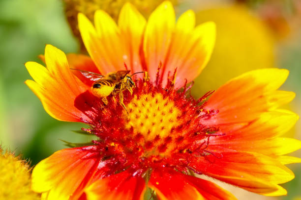 istock Beautiful  Bee macro in green nature 1129447969