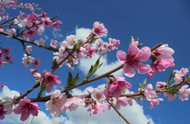 peach branch blooming with pink flowers against the blue sky