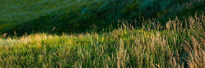 grass on a meadow in the evening in hilly terrain. Spring season. Web banner.
