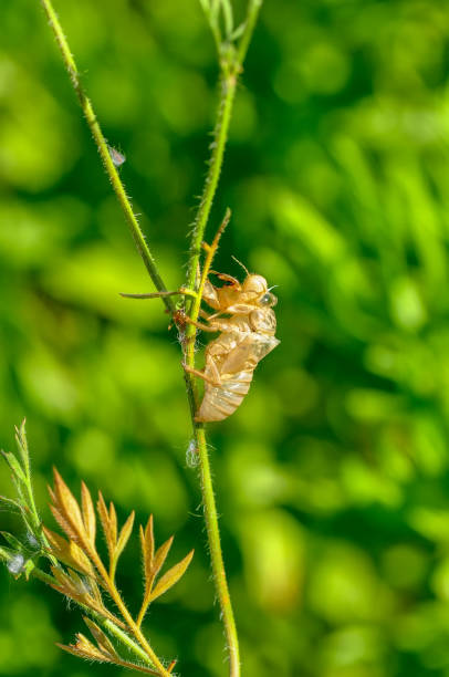 istock Beautiful nature scene macro cicada molting 1129449414