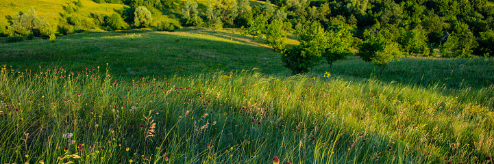 grass on a meadow in the evening in hilly terrain. Spring season. Web banner.