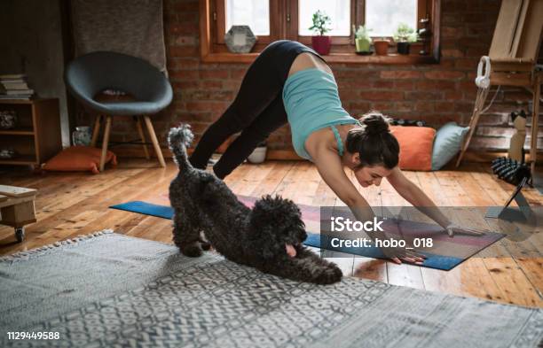 Mujer Haciendo Yoga Con Su Perro Foto de stock y más banco de imágenes de Perro - Perro, Yoga, Vida doméstica