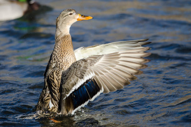 istock Mallard Duck Stretching Its Wings While Resting on the Water 1129450367