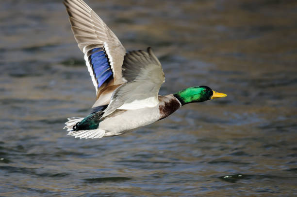 istock Mallard Duck Flying Over the Flowing River 1129450404