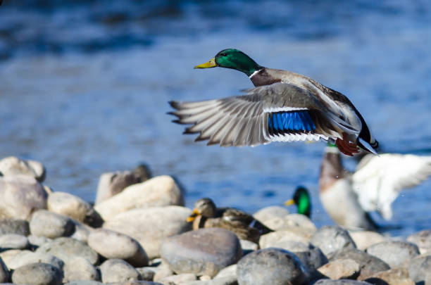 istock Mallard Ducks Taking to Flight from the Rocky River Shore 1129451000