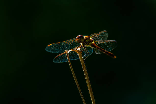 istock Large orange dragonfly sitting on grass straw, isolated subject 1129451014