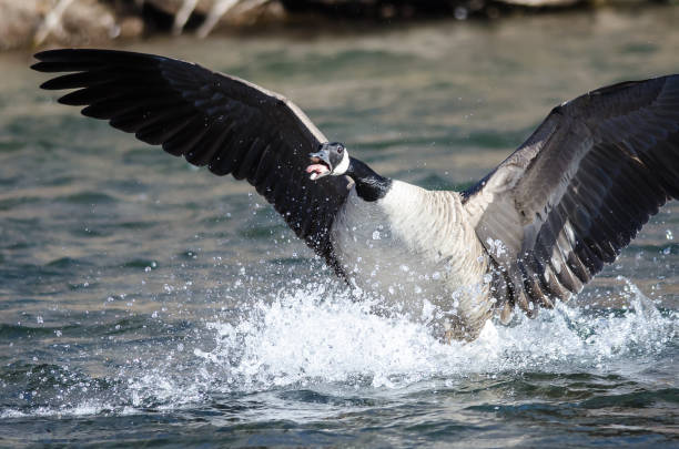 istock Canada Goose Landing on the River Water 1129451077