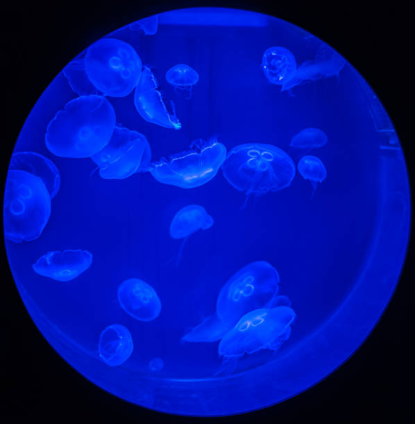 Multiple jellyfishes in ultraviolet light in circular aquarium on deep blue and black background