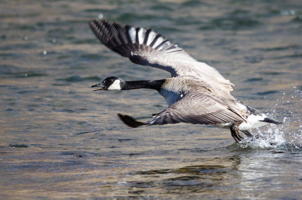 istock Canada Goose Taking to Flight from the River Water 1129451100