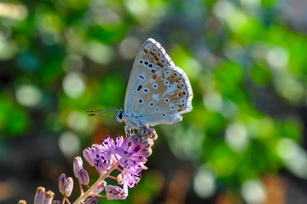 istock Beautiful butterfly sitting on flower 1129451124