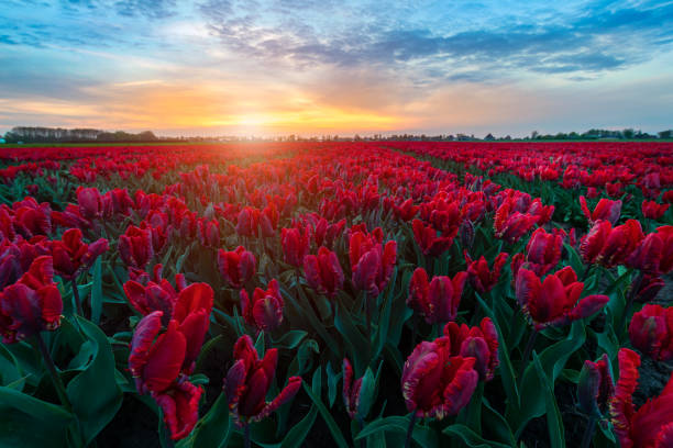 istock Red tulips at sunset in the Netherlands 1129451140