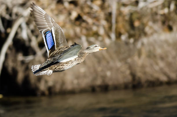 istock Mallard Duck Flying Over the Flowing River 1129451141