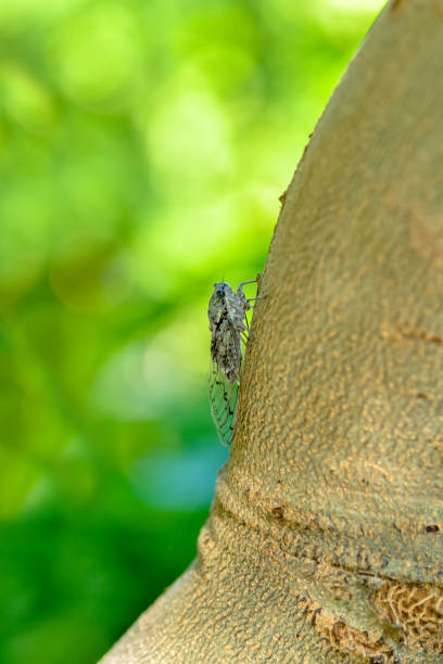 istock Beautiful nature scene macro cicada 1129451331