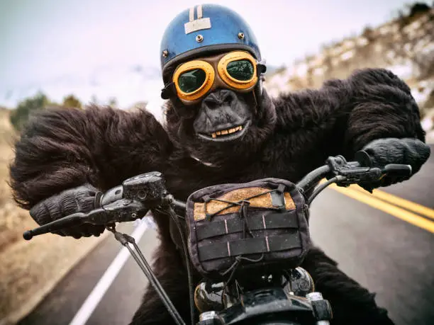 A gorilla biker on an open road in the mountains,