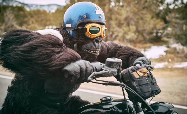 gorilla in moto - riding old old fashioned motion foto e immagini stock