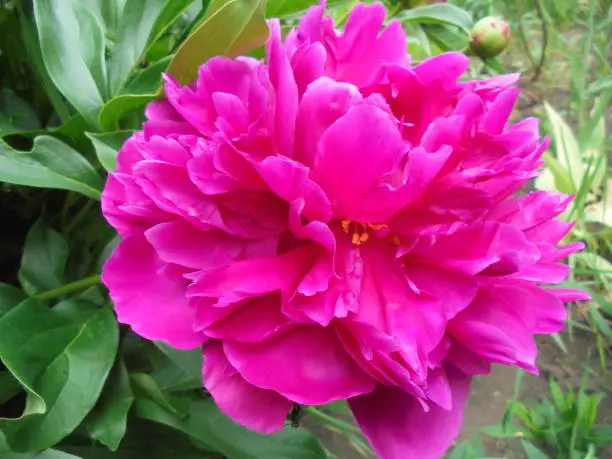 very beautiful dark pink blooming peony on the background of green leaves in the spring garden