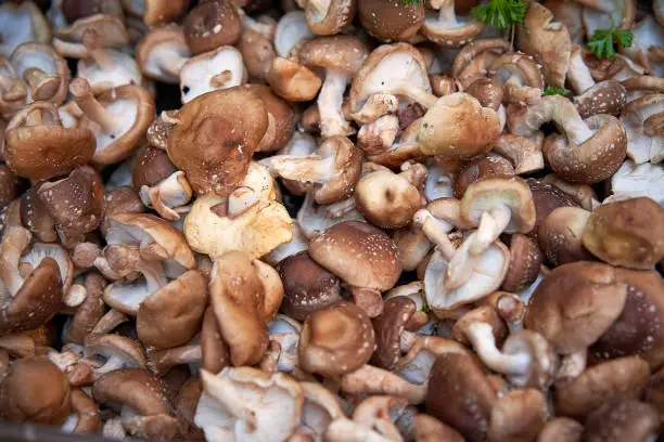 Photo of Brown and white mushrooms on sale at a vegetables stall in a local farmer market.