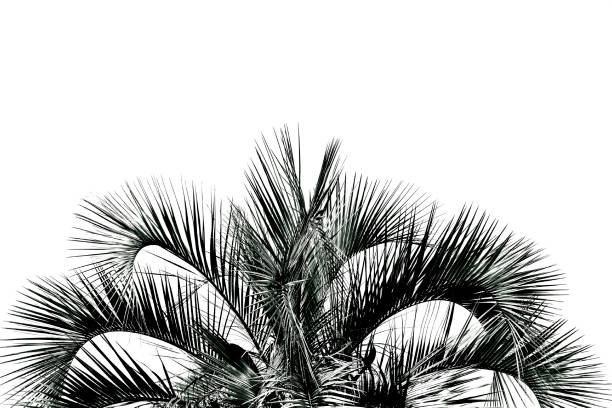 Black and white palm tree against white background with copy space, full frame horizontal composition