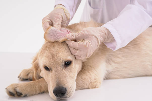 istock Vet examining a dog ear 1129456584