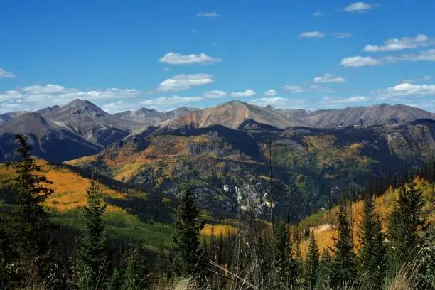 Aspen leaves turning gold, orange, and red in the Colorado rockies in Autumn
