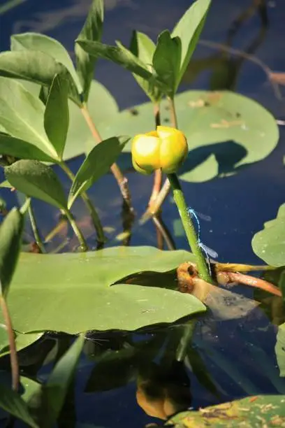 Yellow water lily about to bloom and blue dragonflies on lake at Glacier National Park, Montana, United States