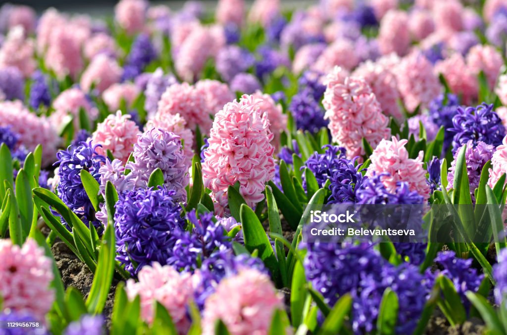Flowerbed with colorful hyacinths, traditional spring flower, Easter flower, Easter background, floral background Hyacinth Stock Photo