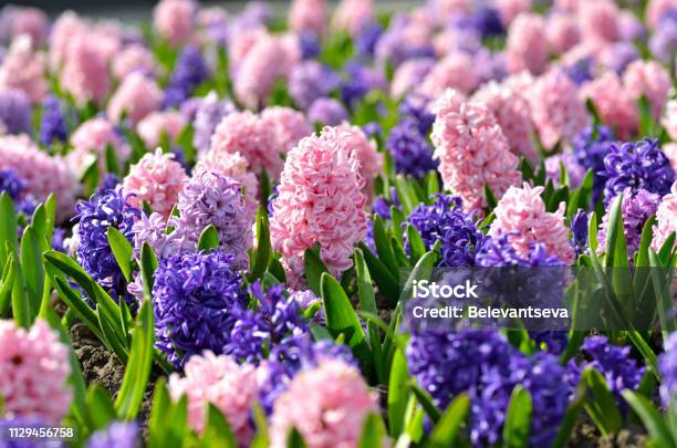 Flowerbed With Colorful Hyacinths Traditional Spring Flower Easter Flower Easter Background Floral Background Stock Photo - Download Image Now