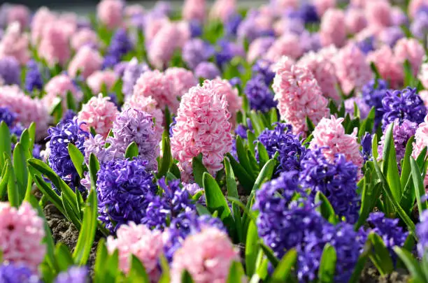 Photo of Flowerbed with colorful hyacinths, traditional spring flower, Easter flower, Easter background, floral background