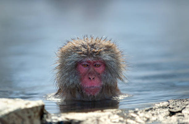 istock The Japanese macaque at Jigokudani hotsprings. 1129456783