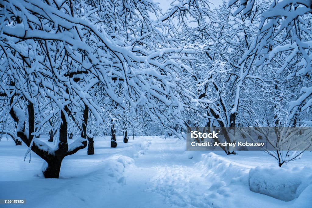 The trees in the Park after the snowfall are completely covered with snow. Beauty Stock Photo