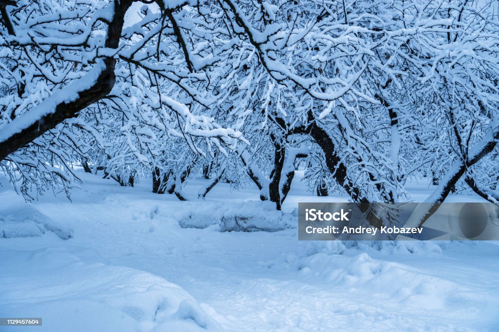 The trees in the Park after the snowfall are completely covered with snow. Beauty Stock Photo