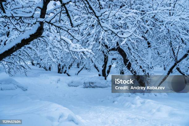 The Trees In The Park After The Snowfall Are Completely Covered With Snow Stock Photo - Download Image Now