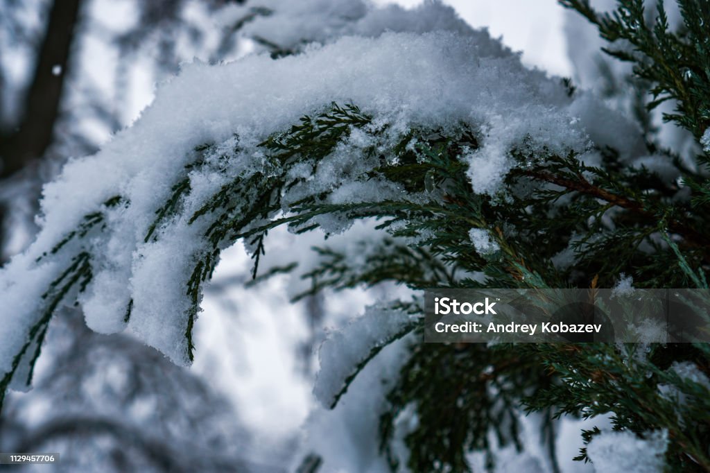 The trees in the forest after the snowfall are completely covered with snow. Beauty Stock Photo