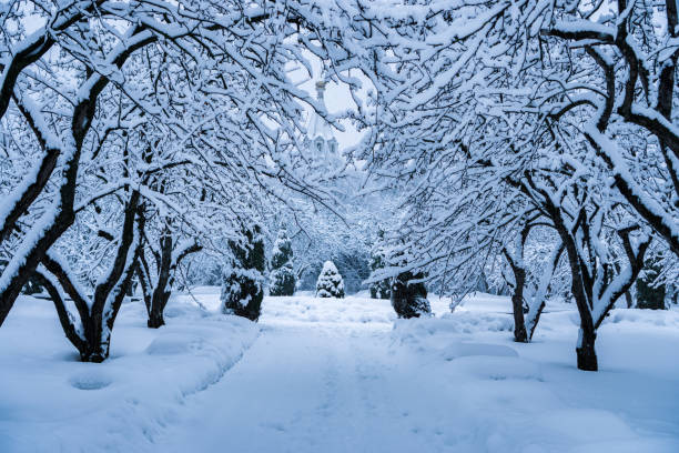 istock The trees in the Park after the snowfall are completely covered with snow. 1129458022