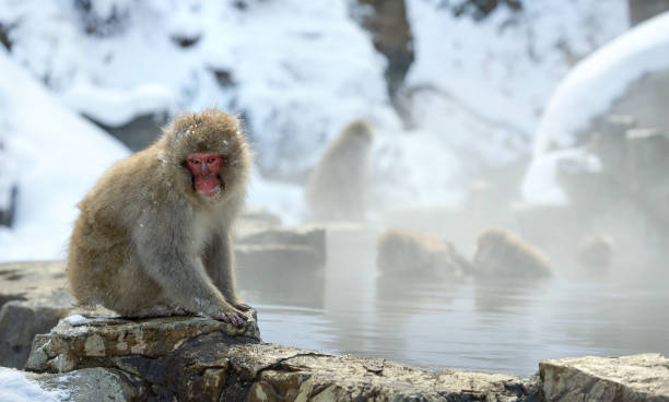 istock Japanese macaque near the natural hot springs. 1129458949
