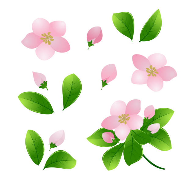 istock Set Drawing elements for the spring flower decoration. Pink flowers of cherry / apple and tender green leaves. Isolated on white without shadow. 1129459235