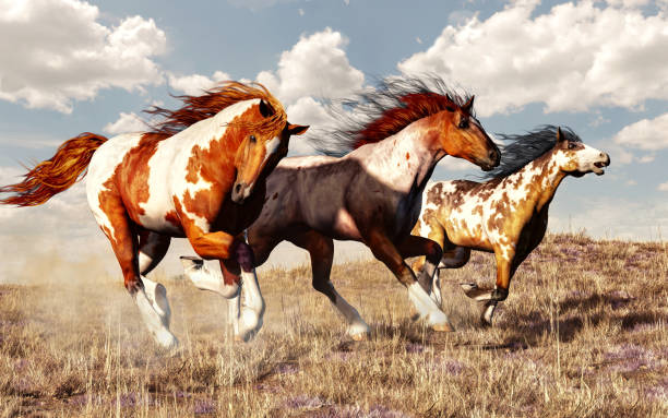 Mustang Race Three mustangs race across the grassy plains of the American West. These three wild paint horses kick up dust as they gallop freely across the prairie with the wind in their manes. 3D Rendering gallop animal gait stock pictures, royalty-free photos & images