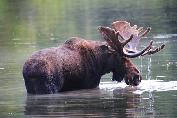 istock Bull moose with wet antlers in lake 1129459693