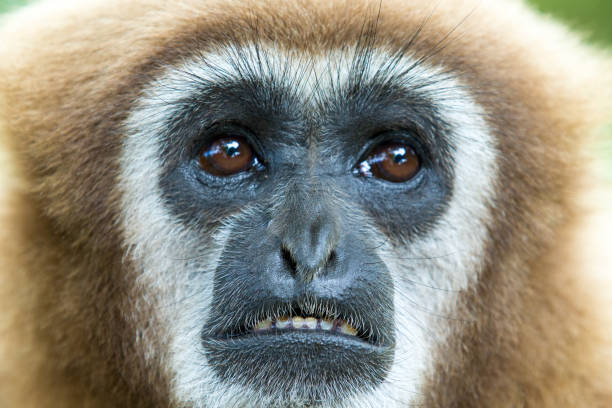 istock gibbon close- up face in zoo 1129459891