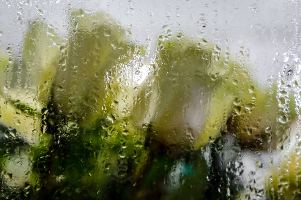 A bouquet of white roses behind the steamy show-window at night time