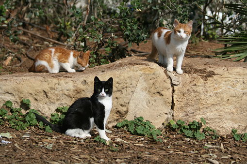 Three stray kittens on Limassol seaside park on a sunny winter day