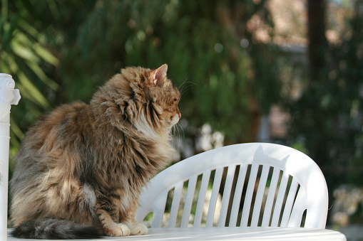 A fluffy tubby cat sitting on a white garden table on a blurred green background