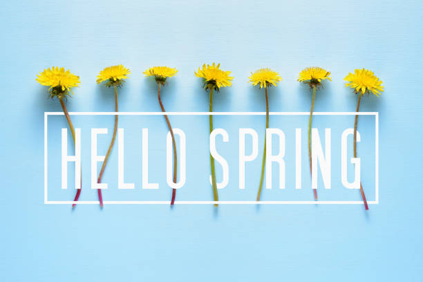 istock Hello Spring text and dandelion flowers on blue background 1129462476