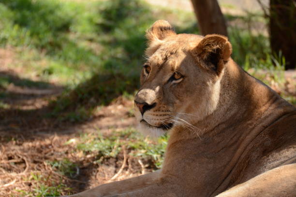 istock Images of Lions 1129462477