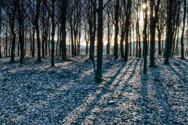 Woodland shadow winter scene