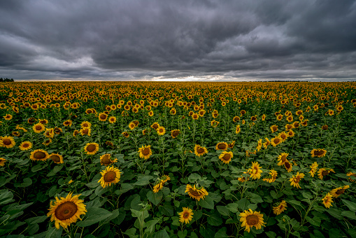 Sunflower field during the storm.