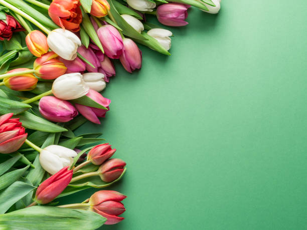 istock Colorful tulip bouquet on green background. 1129464547